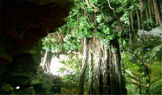 揭秘热带雨林的神秘面纱：一场自然与人性的探险之旅