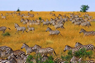 非洲大草原动物迁徙：一场生死之旅