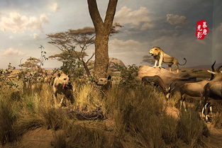 非洲大草原动物迁徙：一场生死之旅，惊心动魄！