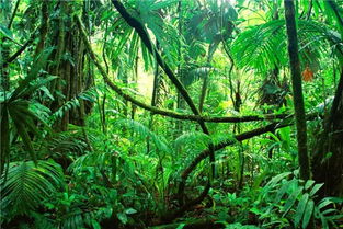 揭秘热带雨林的神秘面纱：一个失落的世界
