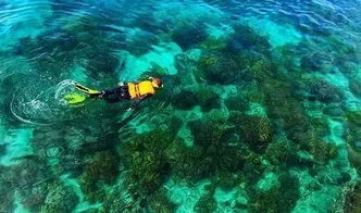不会游泳也能潜水！探索珊瑚礁的奇妙世界