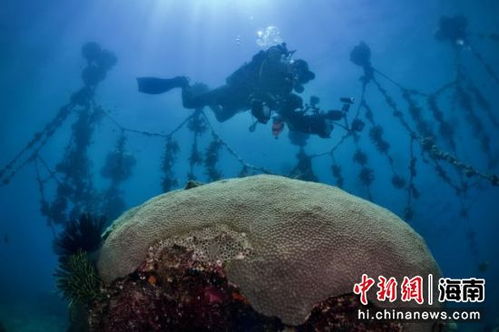 视频震撼来袭！2021海南国际潜水节，探索海底世界的无尽魅力！