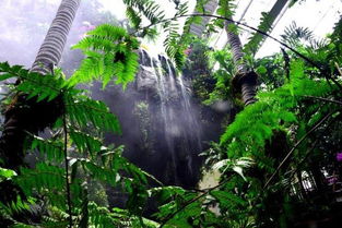 探秘热带雨林的魅力，揭开神秘的生态王国