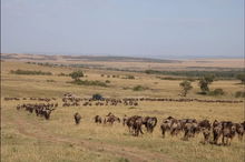 非洲大草原动物迁徙的旅游开发分析