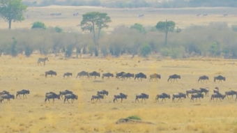 非洲大草原动物迁徙方向