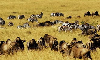 非洲大草原动物迁徙时间