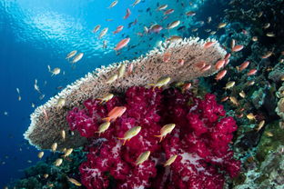 珊瑚礁潜水和进阶潜水